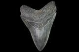 Fossil Megalodon Tooth #92688-1